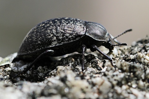 Darkling Beetle (Adelium sp) (Adelium sp)